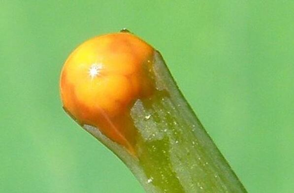 Ιδιότητες της σελαντίνης στη θεραπεία των θηλωμάτων